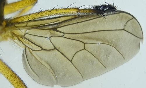 Empis sp.